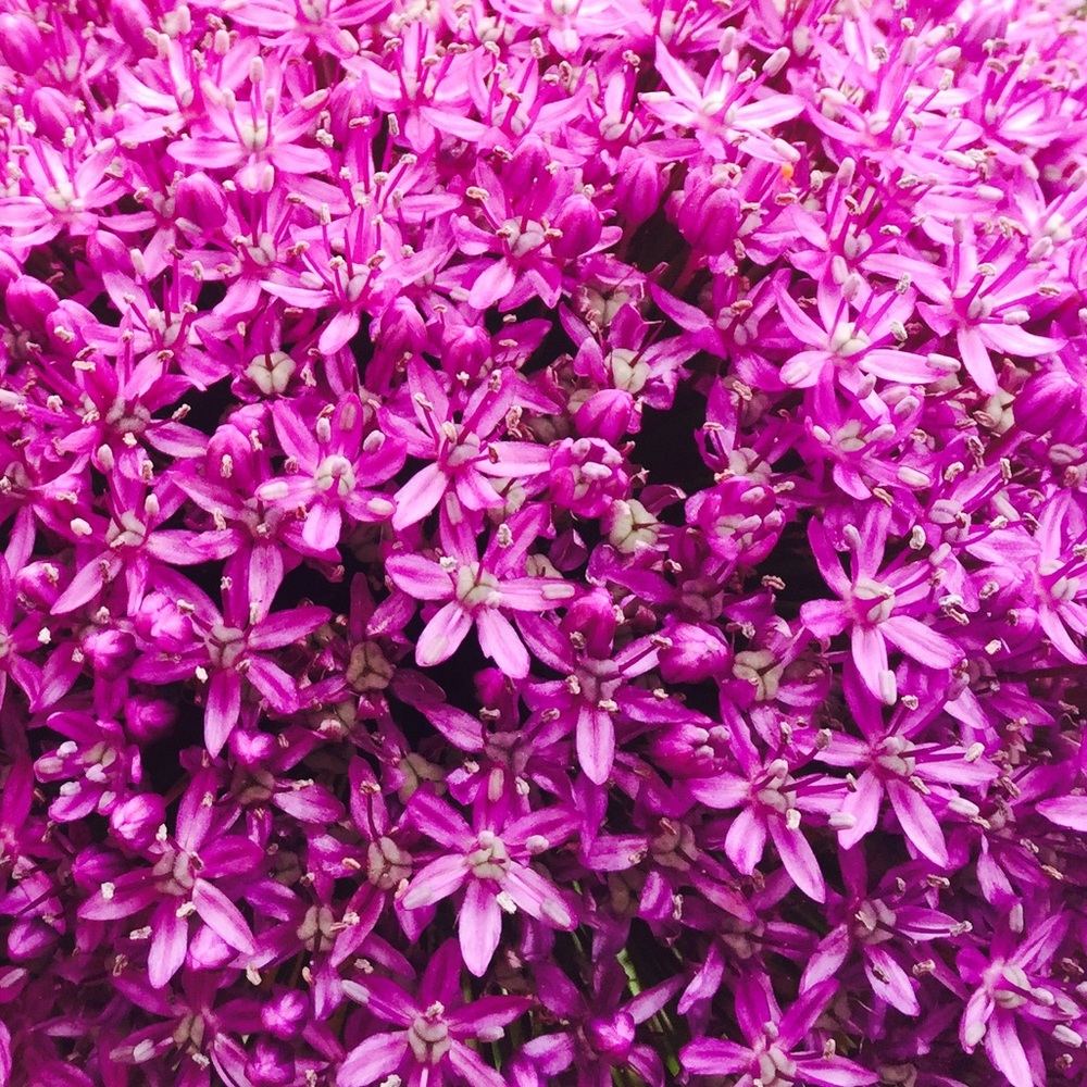 Meet your Posher, Sophie